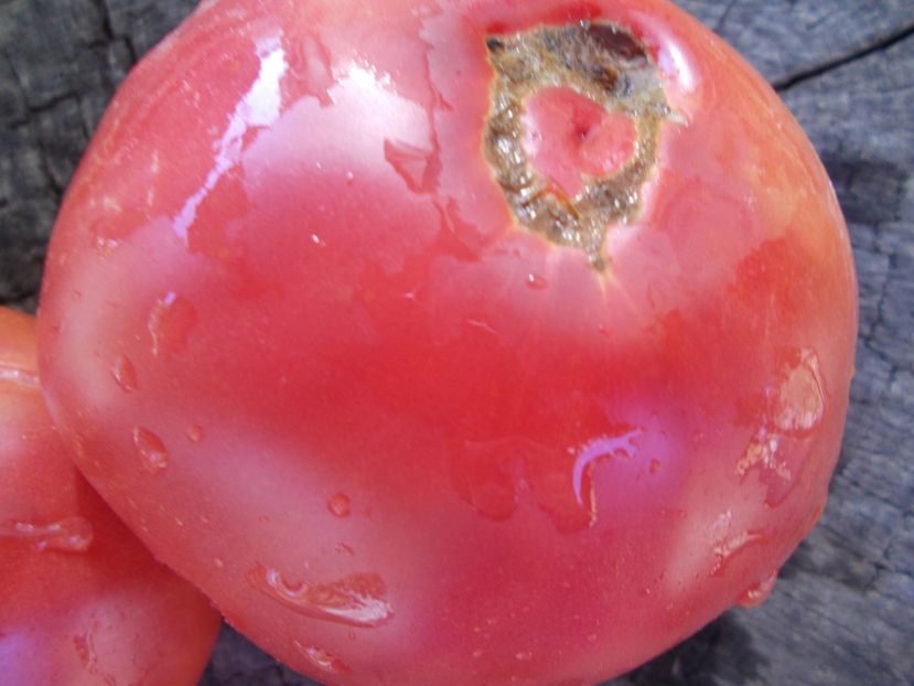  - SEMINTE ROSII - T 1100 RUSSIAN HERO