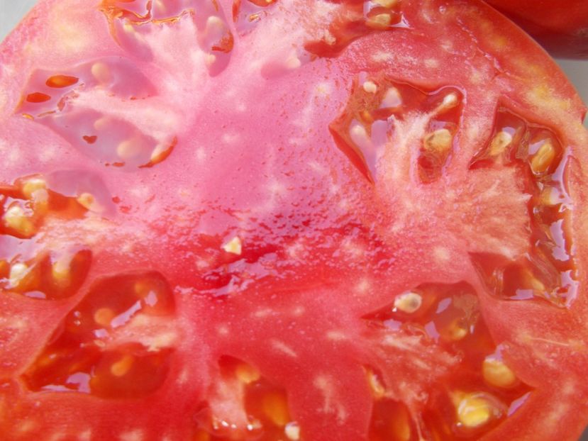  - SEMINTE ROSII - T 1100 RUSSIAN HERO