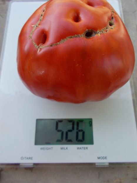  - SEMINTE ROSII - T 635 BUCALATA ROMANEASCA