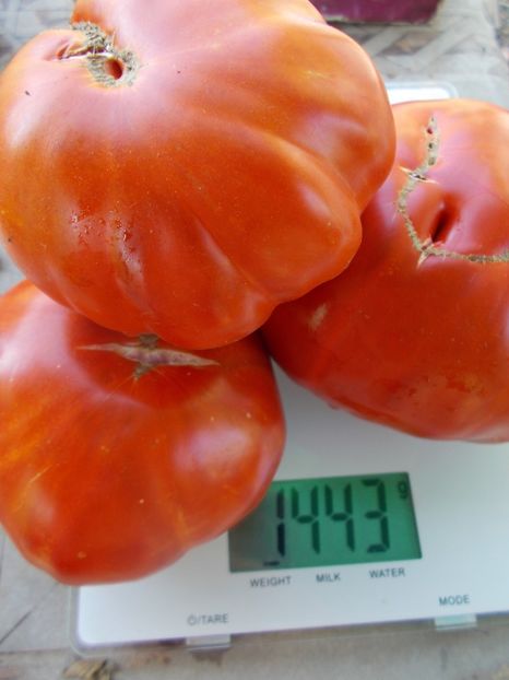  - SEMINTE ROSII - T 635 BUCALATA ROMANEASCA