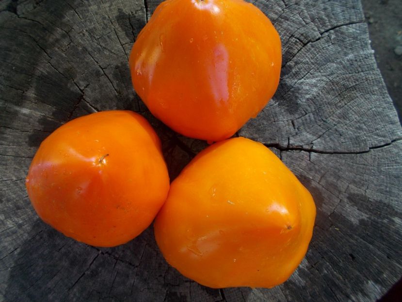  - SEMINTE ROSII - T 918 NIGHT CANDLE