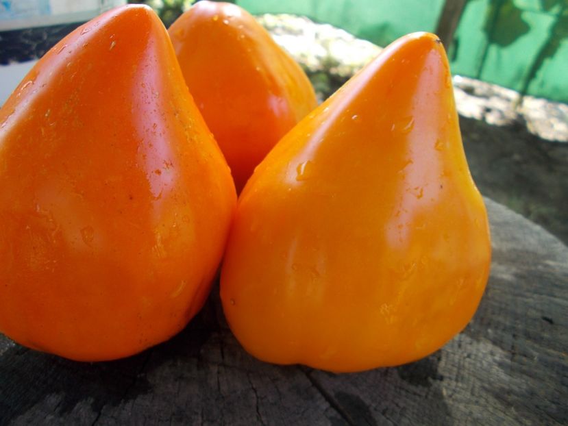  - SEMINTE ROSII - T 918 NIGHT CANDLE