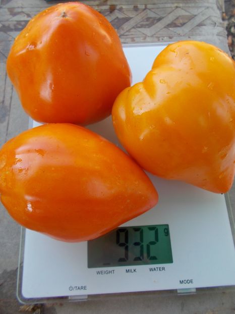  - SEMINTE ROSII - T 918 NIGHT CANDLE