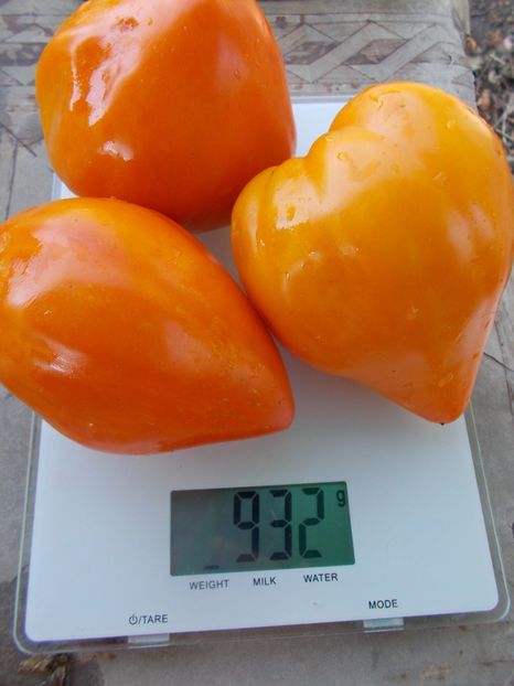  - SEMINTE ROSII - T 918 NIGHT CANDLE