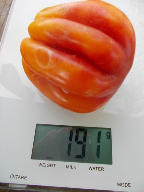  - SEMINTE ROSII - T 866 KALIFORNIA TULIP