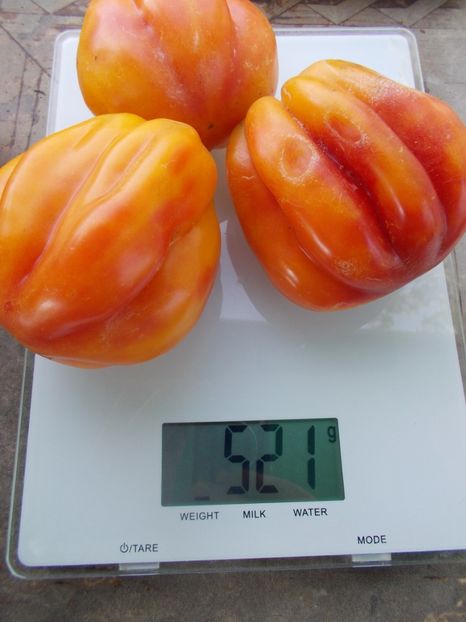  - SEMINTE ROSII - T 866 KALIFORNIA TULIP