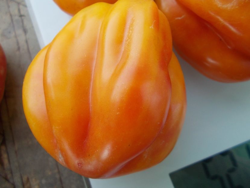  - SEMINTE ROSII - T 866 KALIFORNIA TULIP