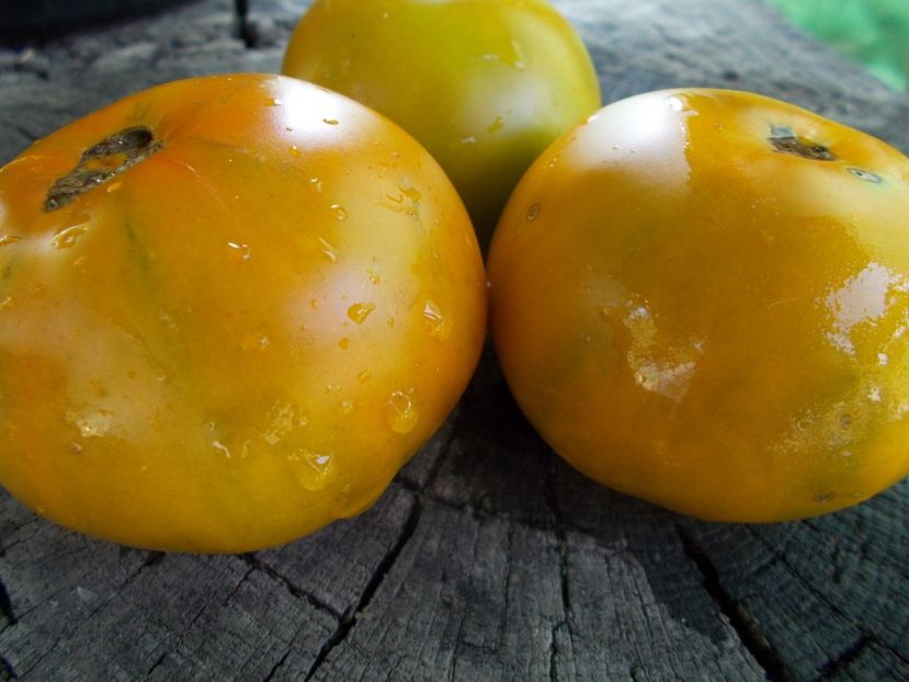  - SEMINTE ROSII - T 931 SHAMROCK