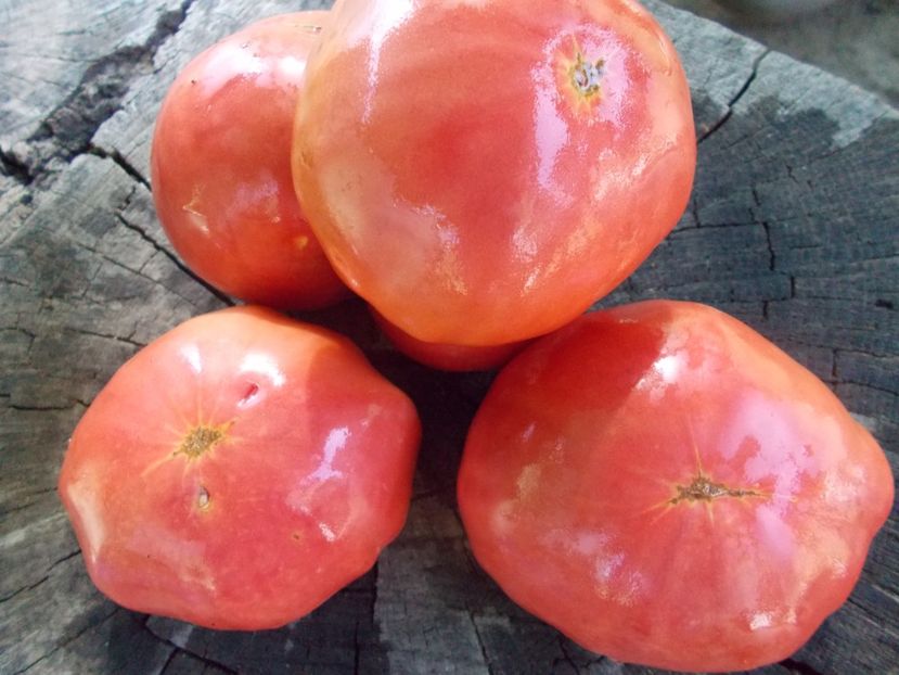  - SEMINTE ROSII - T 1104 SUGAR BISON