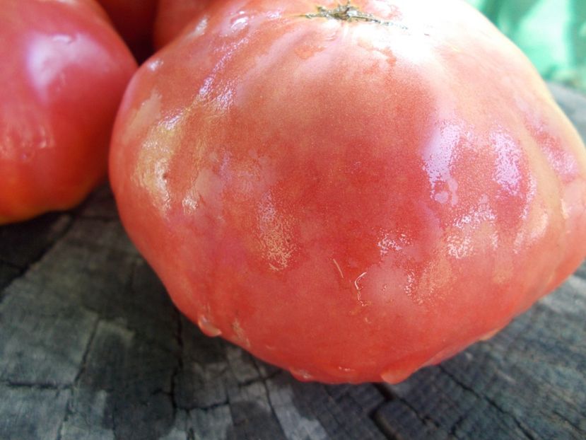  - SEMINTE ROSII - T 1104 SUGAR BISON