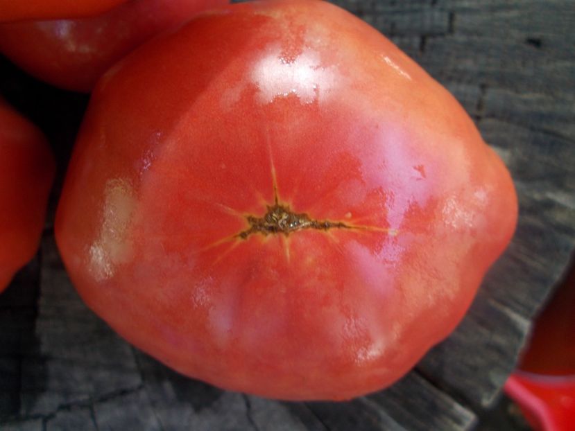  - SEMINTE ROSII - T 1104 SUGAR BISON