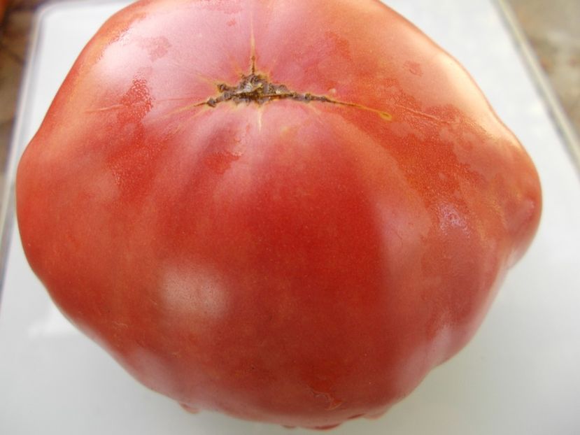  - SEMINTE ROSII - T 1104 SUGAR BISON