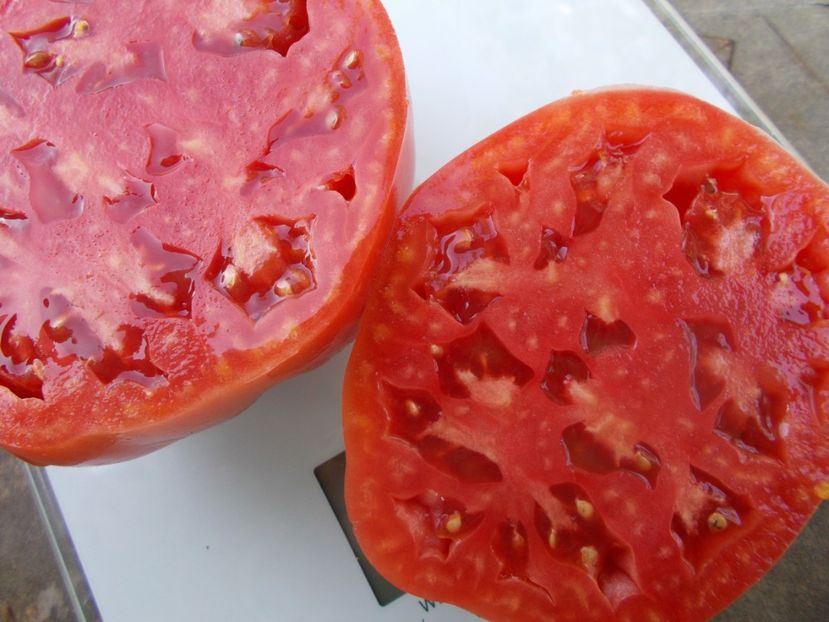  - SEMINTE ROSII - T 1104 SUGAR BISON