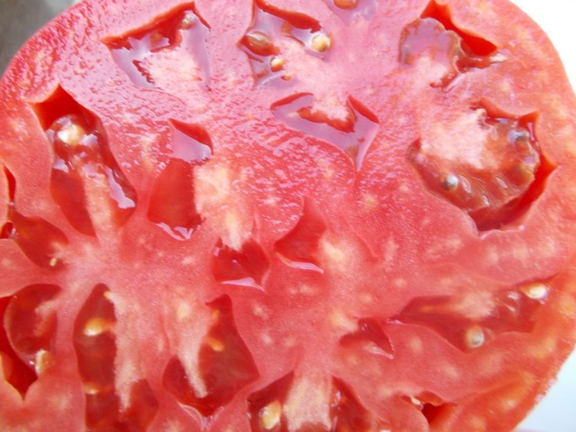  - SEMINTE ROSII - T 1104 SUGAR BISON