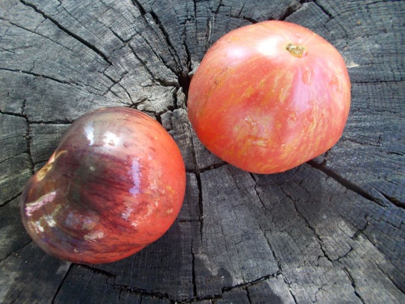  - SEMINTE ROSII - T 1101 DEAN S QUEENS