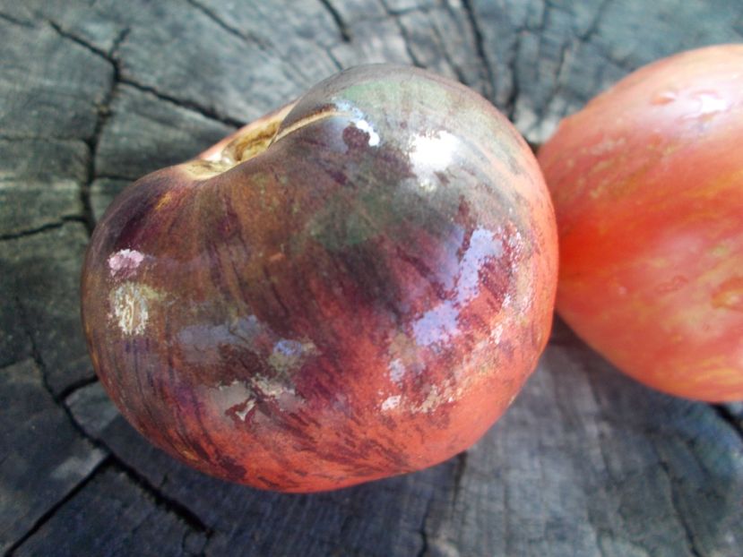  - SEMINTE ROSII - T 1101 DEAN S QUEENS