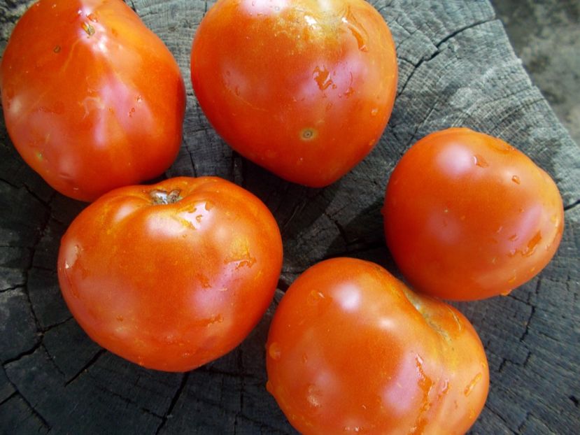  - SEMINTE ROSII - T 920 SUGAR HEART