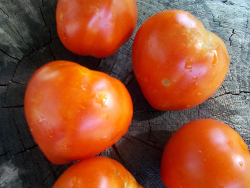  - SEMINTE ROSII - T 920 SUGAR HEART