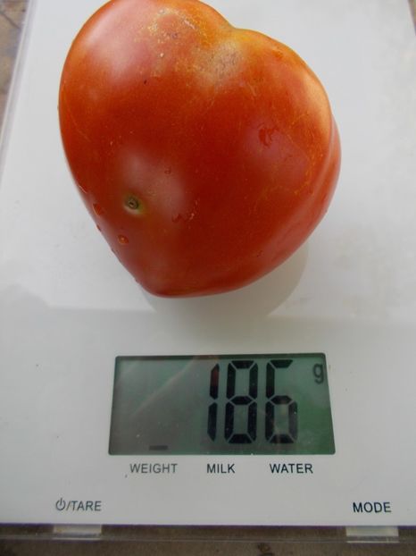  - SEMINTE ROSII - T 920 SUGAR HEART