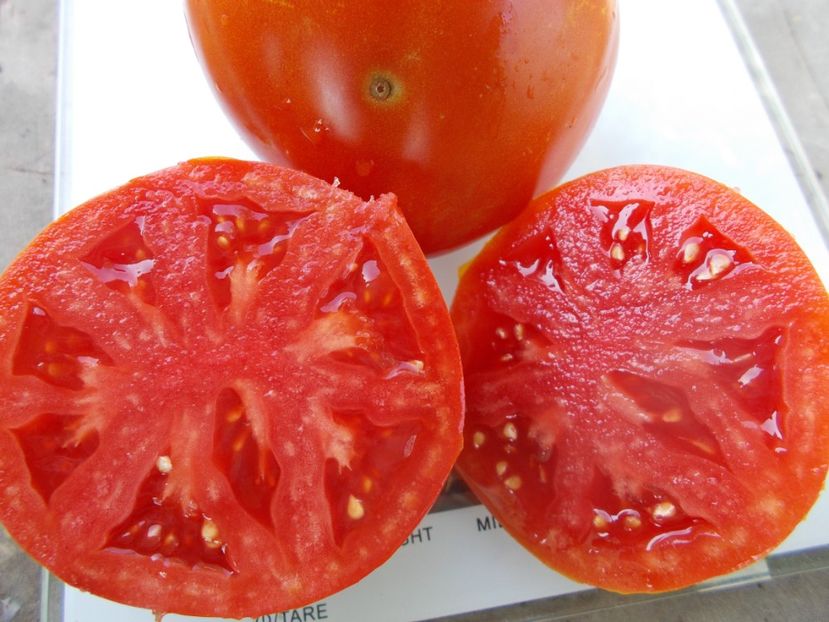  - SEMINTE ROSII - T 920 SUGAR HEART