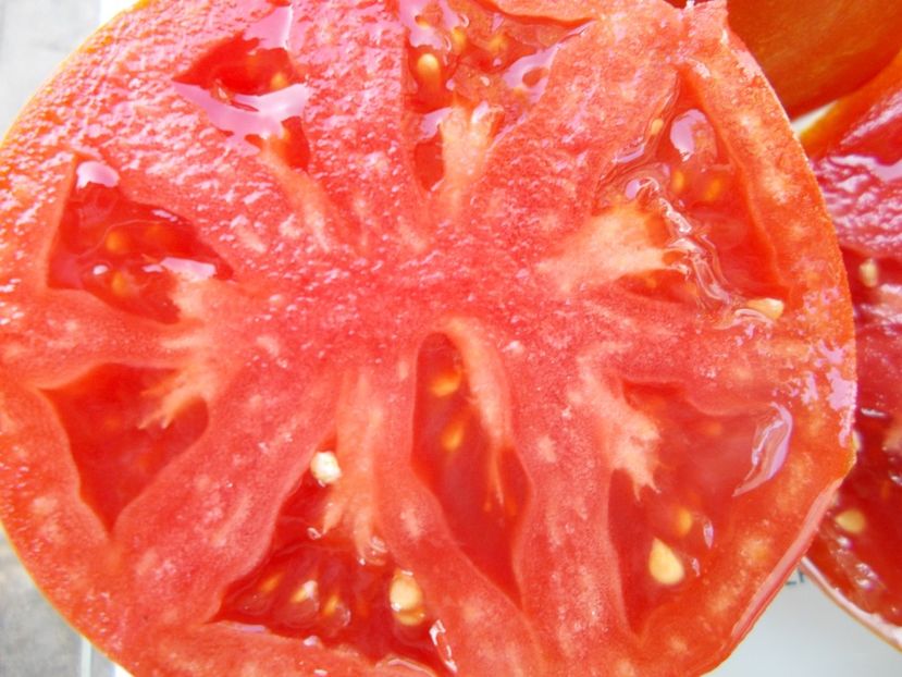  - SEMINTE ROSII - T 920 SUGAR HEART