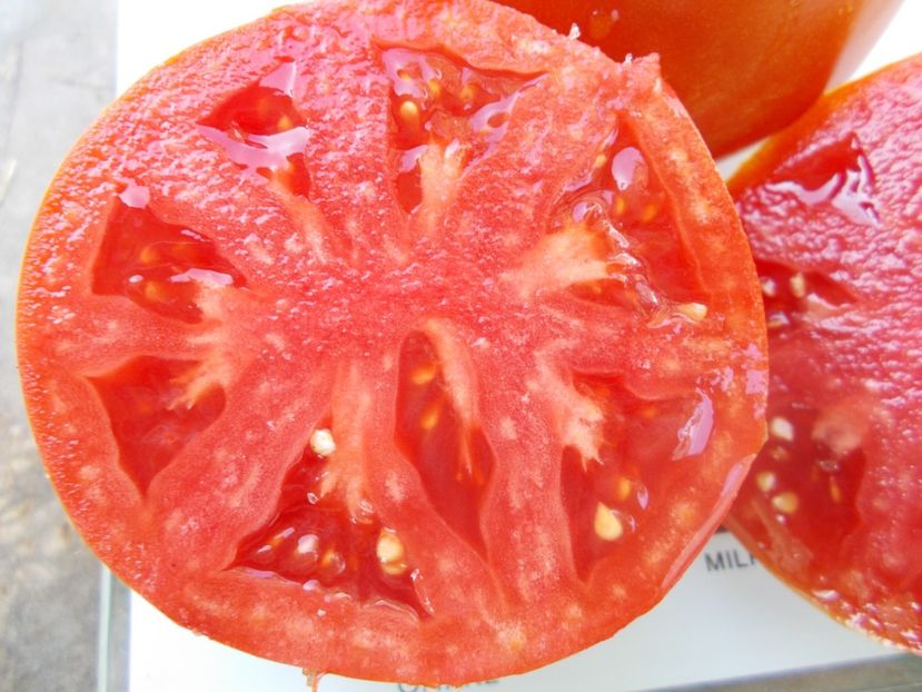  - SEMINTE ROSII - T 920 SUGAR HEART