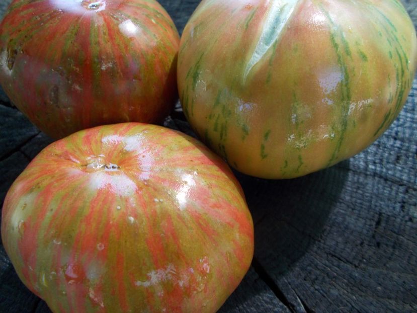  - SEMINTE ROSII - T 1117 GREEN ZEBRA PINEAPPLE
