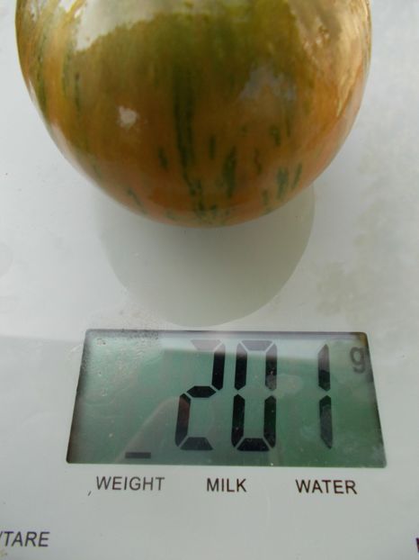  - SEMINTE ROSII - T 1117 GREEN ZEBRA PINEAPPLE