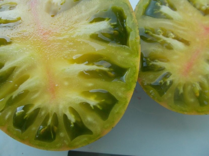  - SEMINTE ROSII - T 1117 GREEN ZEBRA PINEAPPLE