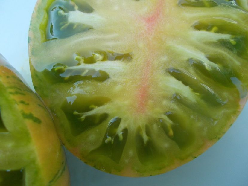  - SEMINTE ROSII - T 1117 GREEN ZEBRA PINEAPPLE