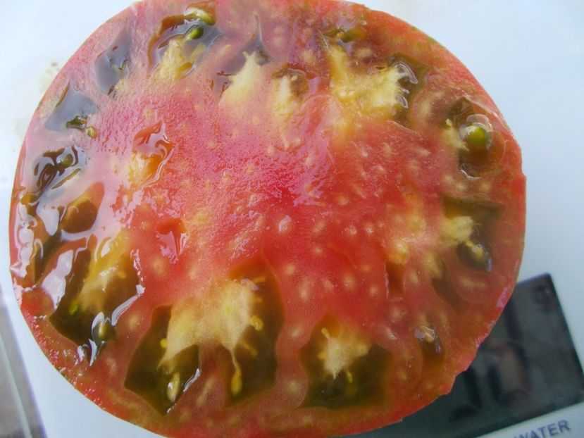  - SEMINTE ROSII - T 1117 GREEN ZEBRA PINEAPPLE