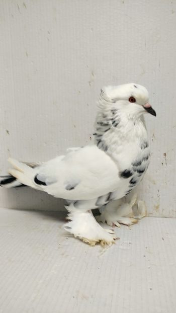  - Por uriași maghiari