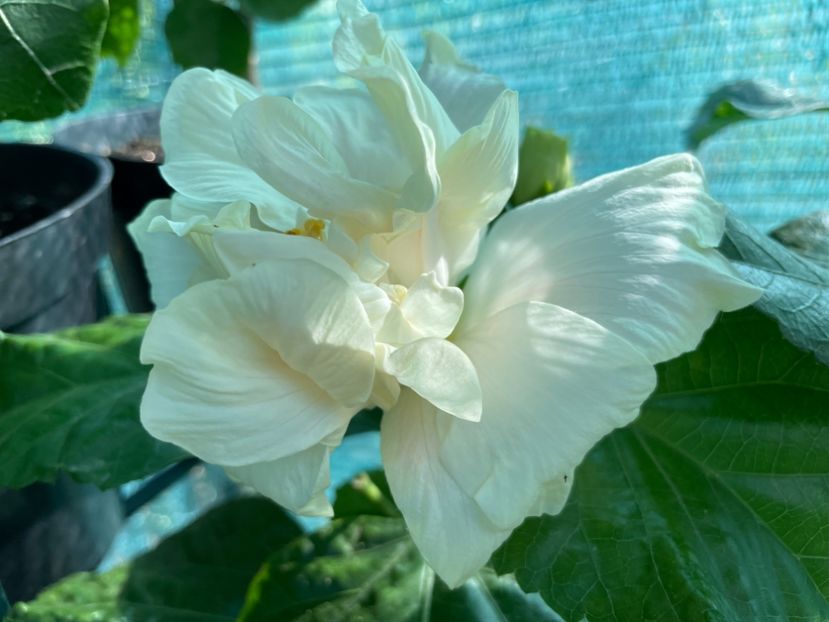  - Elephant Ear
