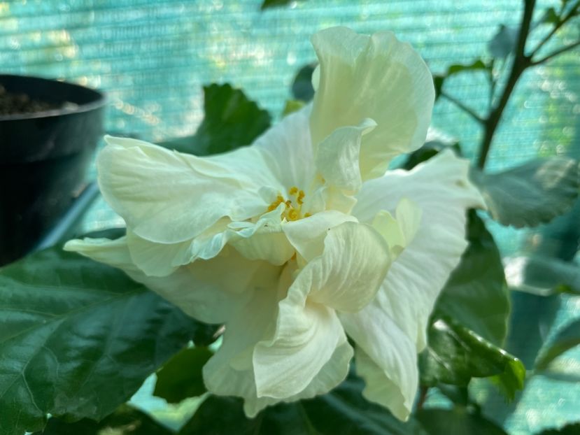  - Elephant Ear