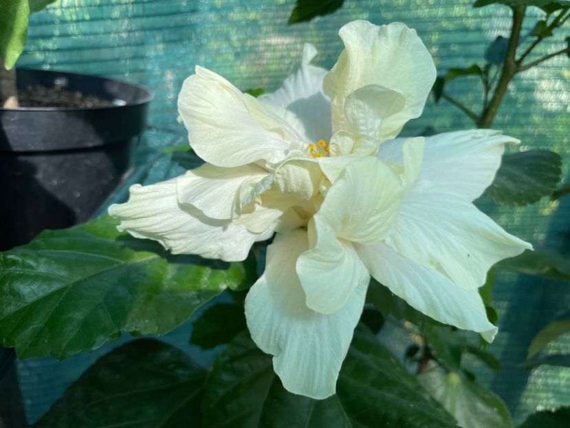  - Elephant Ear