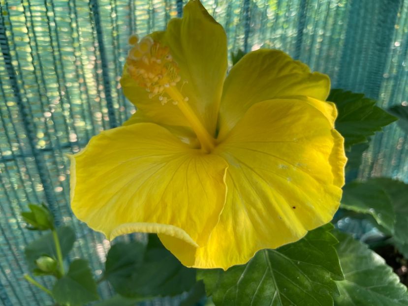  - 001 - Hibiscusi 2024 - 1