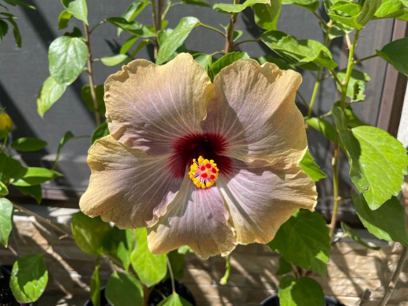  - 001 - Hibiscusi 2024 - 1