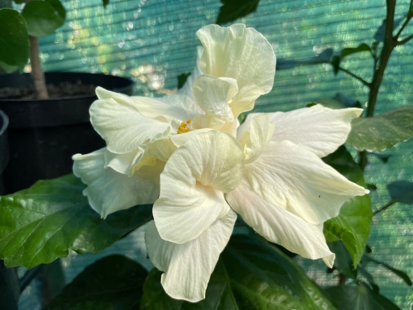  - 001 - Hibiscusi 2024 - 1