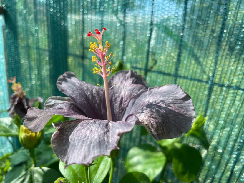  - 001 - Hibiscusi 2024 - 1