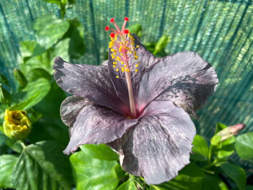  - 001 - Hibiscusi 2024 - 1