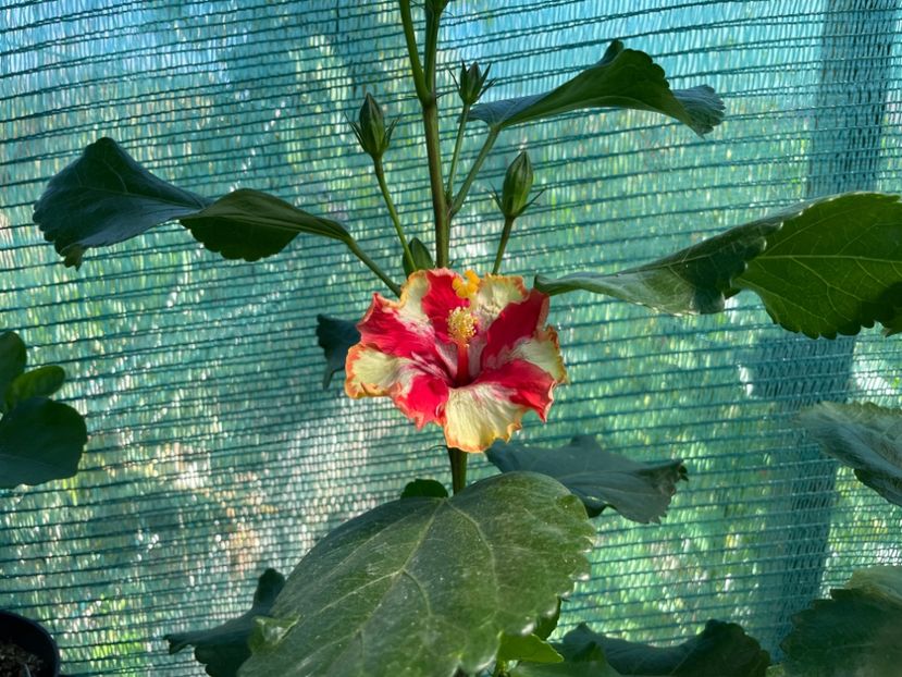  - 001 - Hibiscusi 2024 - 1