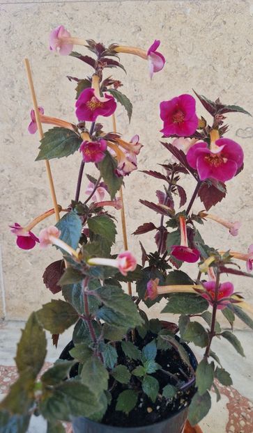 Multe flori maruntele...dar totusi si-a mai revenit putin - Serge s Fantasy p