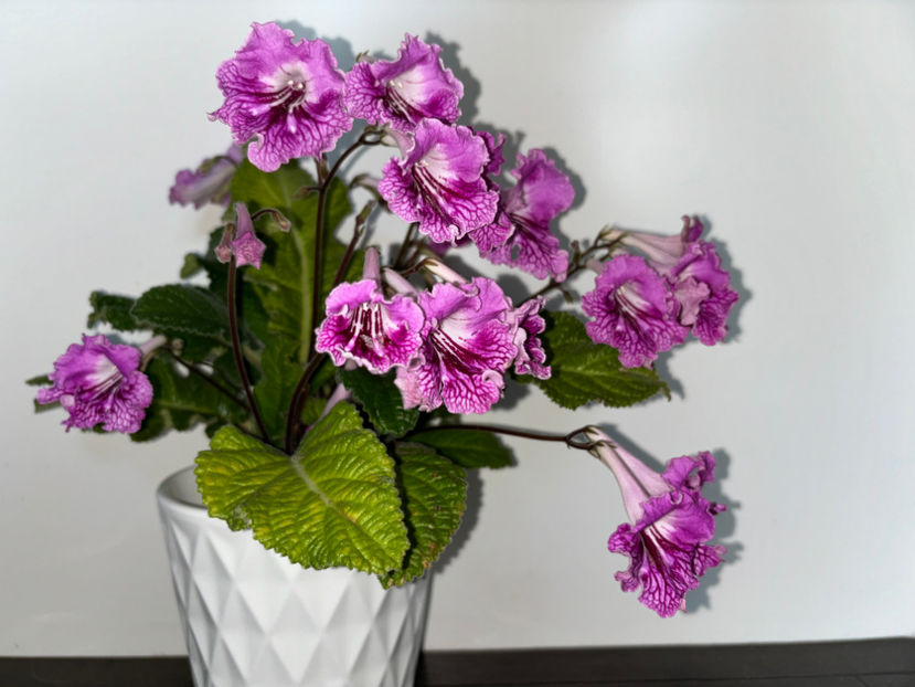  - Plante de interior 2024