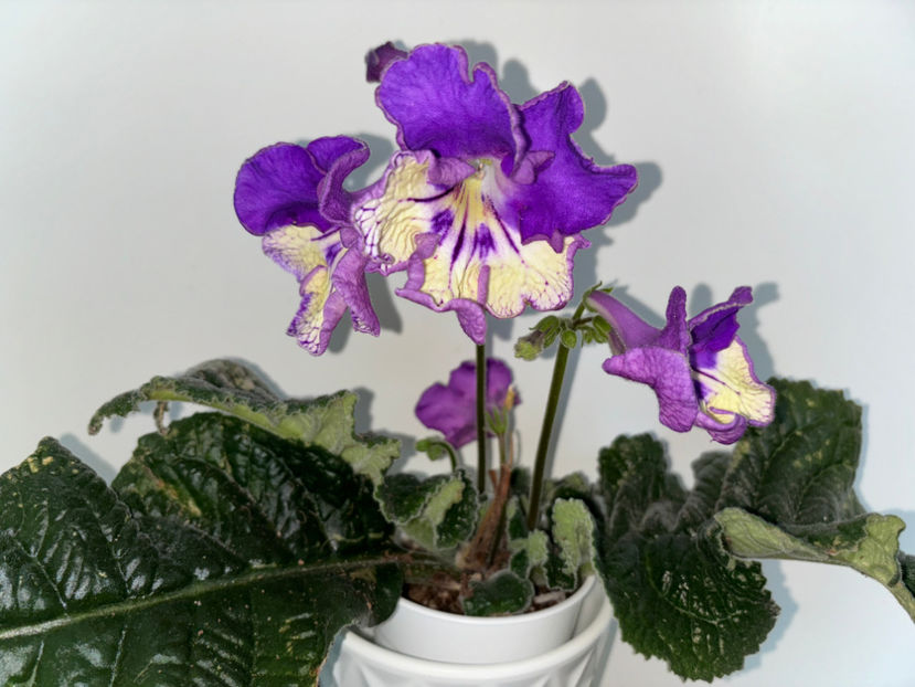  - Plante de interior 2024