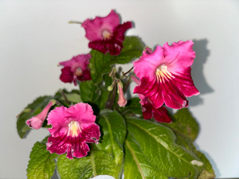  - Plante de interior 2024