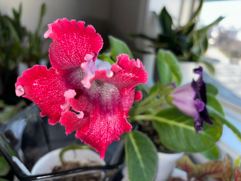  - Plante de interior 2024