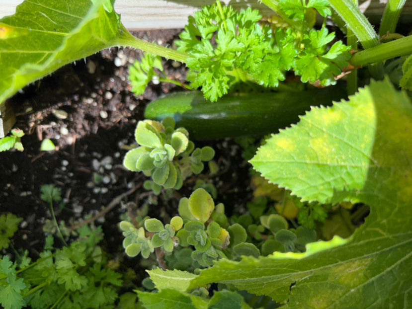  - Jurnalul gradinii 2024