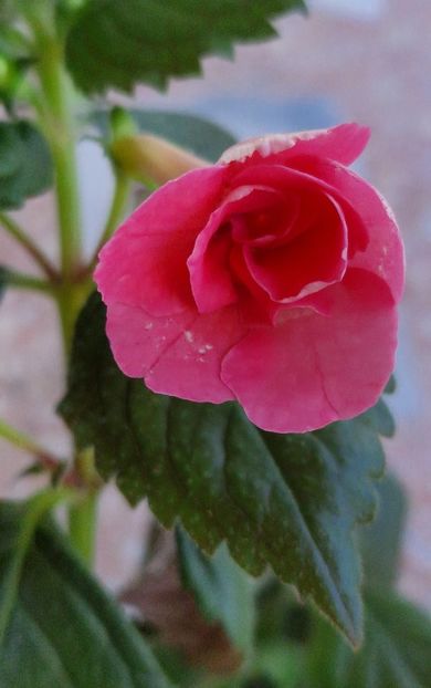  - Rfs Pink Swan