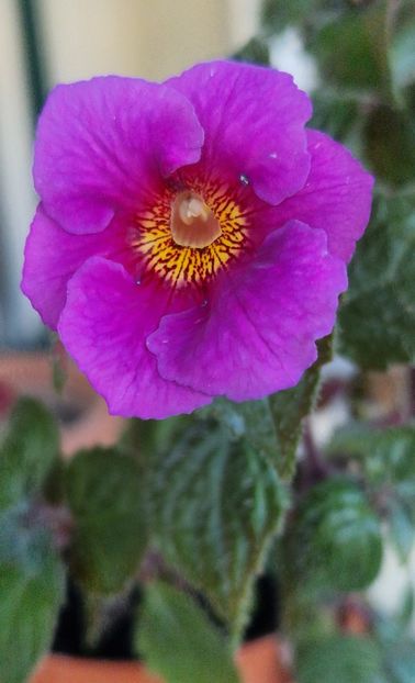 Brid s Nediva - Achimenes 2024