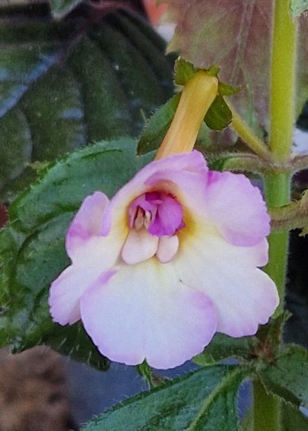 Mesange Blanche - Achimenes 2024